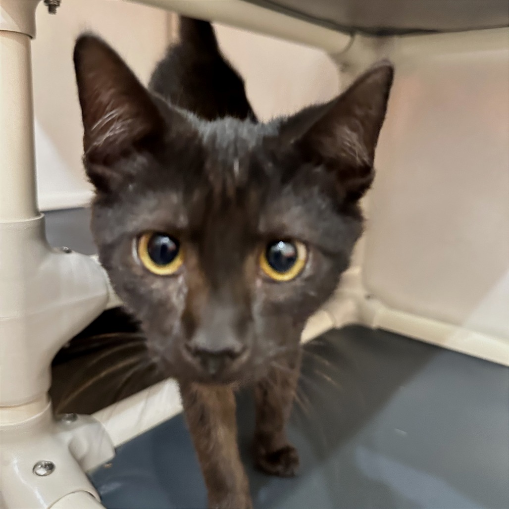 HORSE - Domestic Shorthair available for adoption