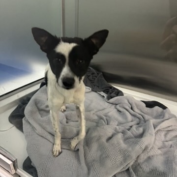 Roccy — thumbnail 3