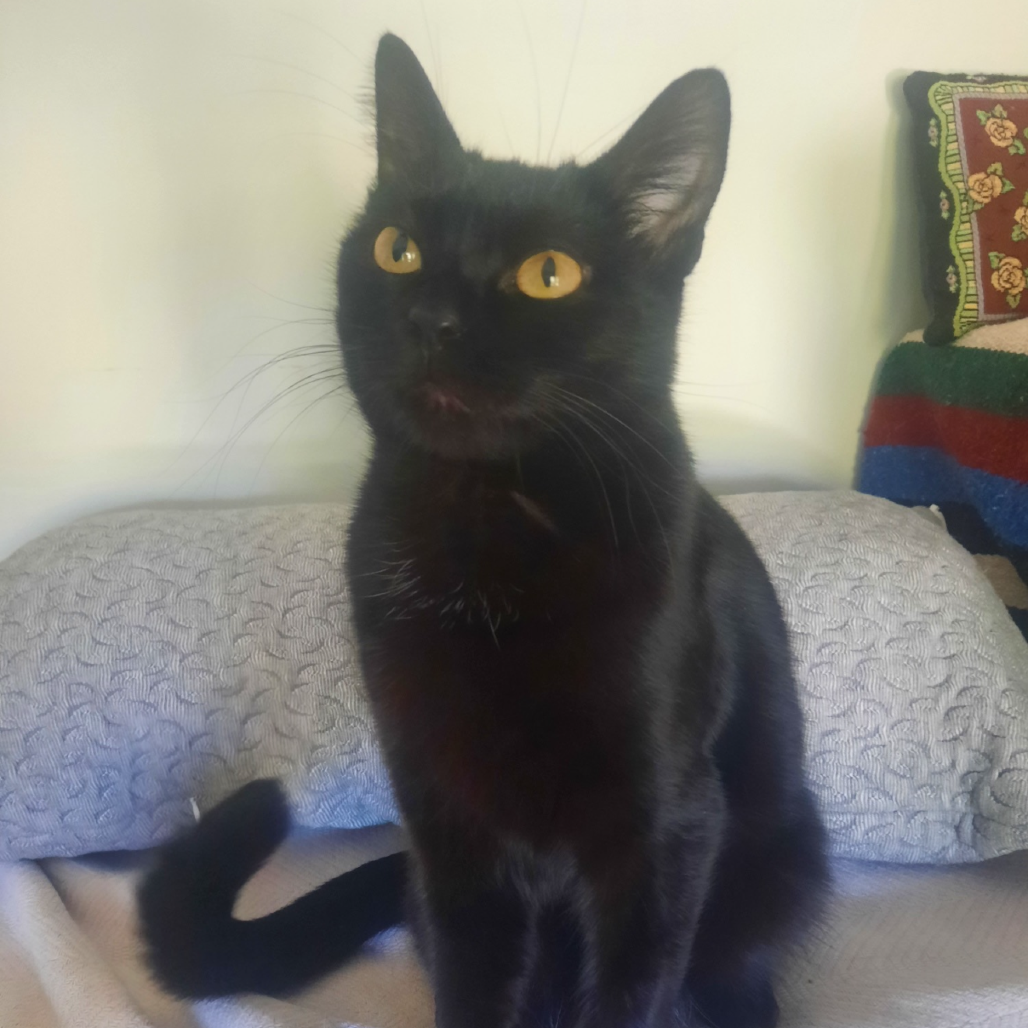 Cinder, photo 5