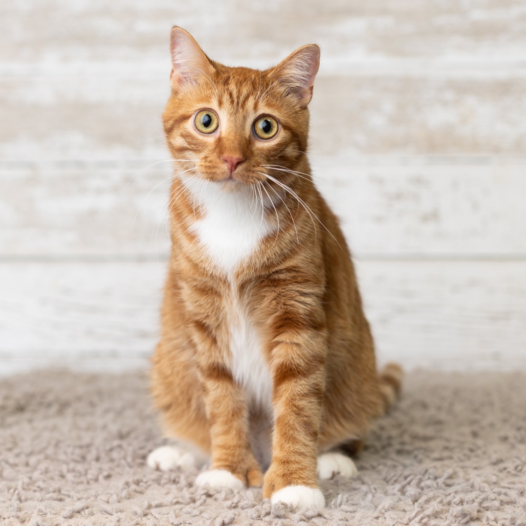 Henry Mittens