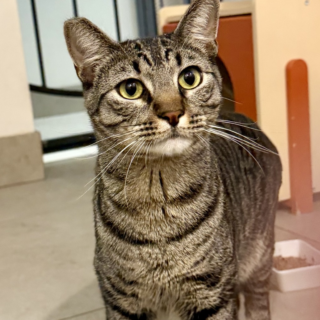 ELFIE - Domestic Shorthair available for adoption