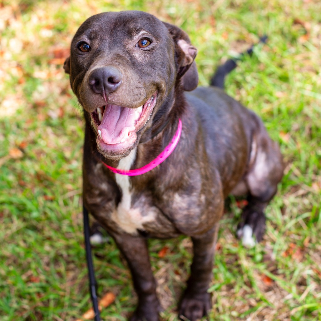 QUEEN BEE - Terrier, American Staffordshire / Mix available for adoption