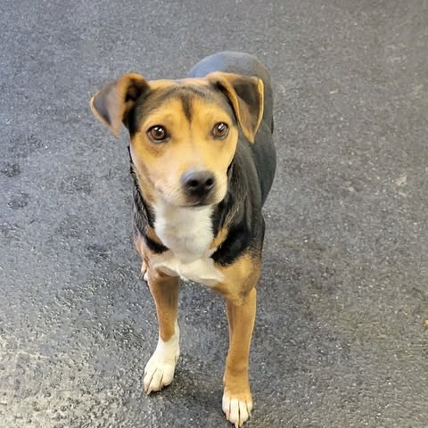 Homer — thumbnail 2