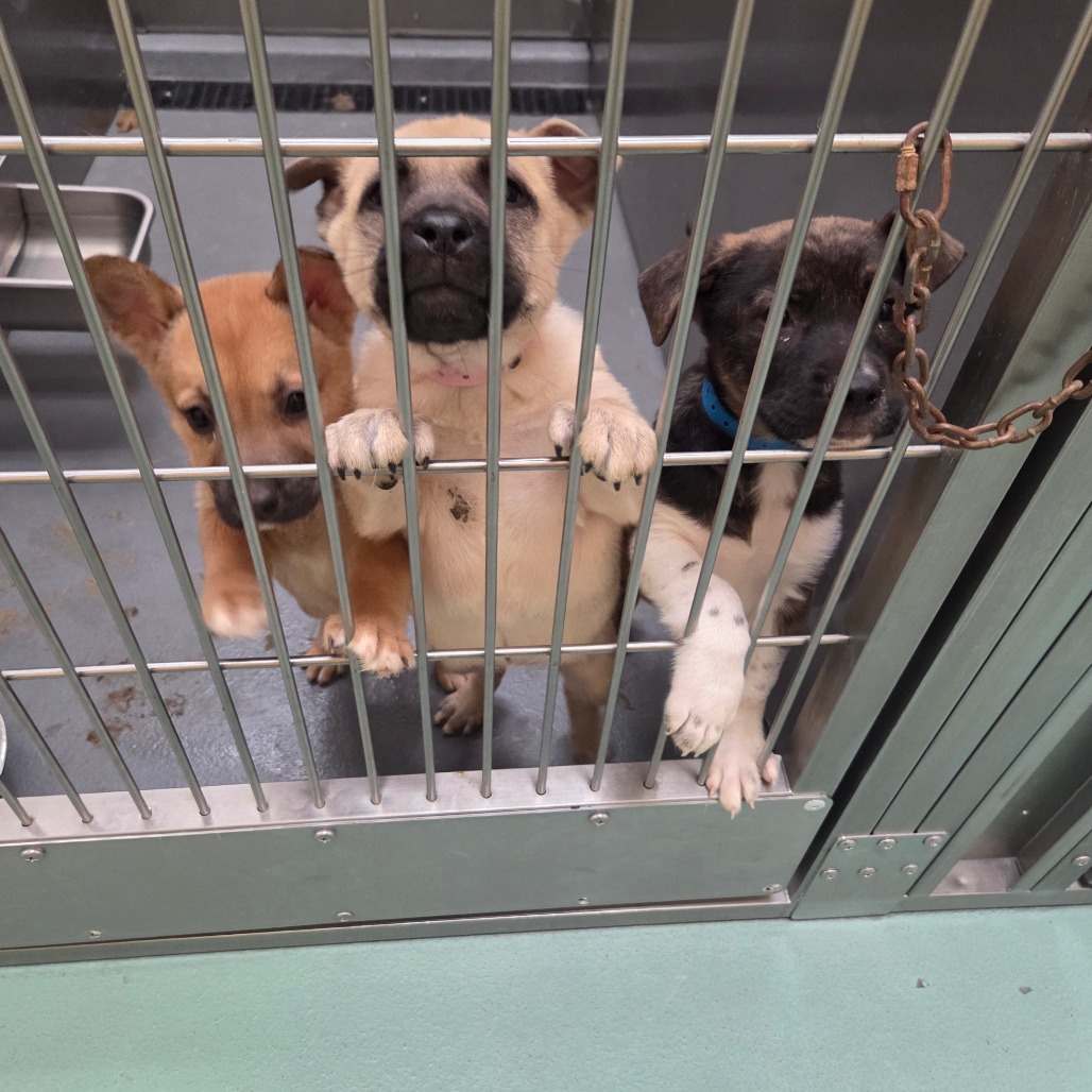 Aiden — thumbnail 3