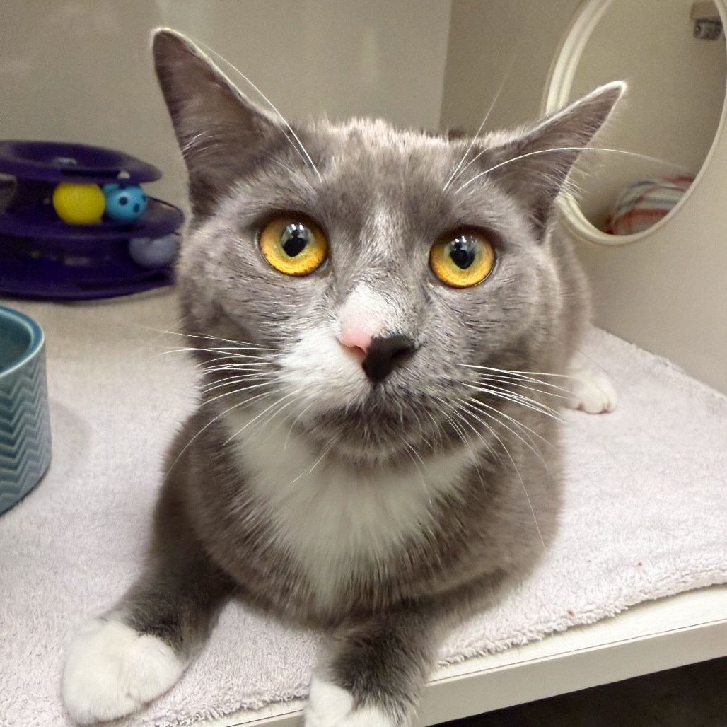 Rain - Domestic Shorthair