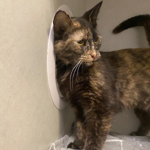 Lady Bug — thumbnail 4