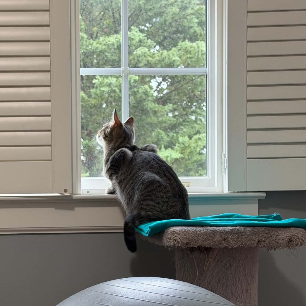 Nala, photo 5