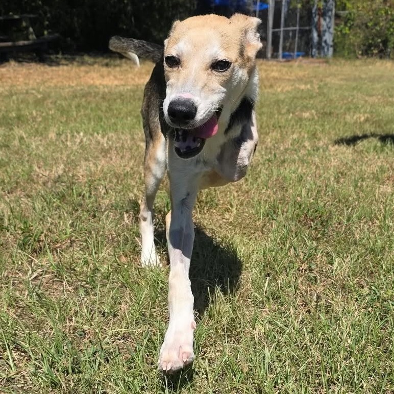 EDGAR - Mixed Breed (Medium) available for adoption
