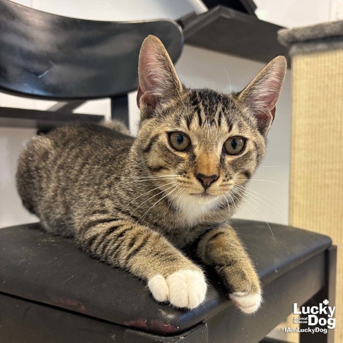 REID - Domestic Shorthair available for adoption