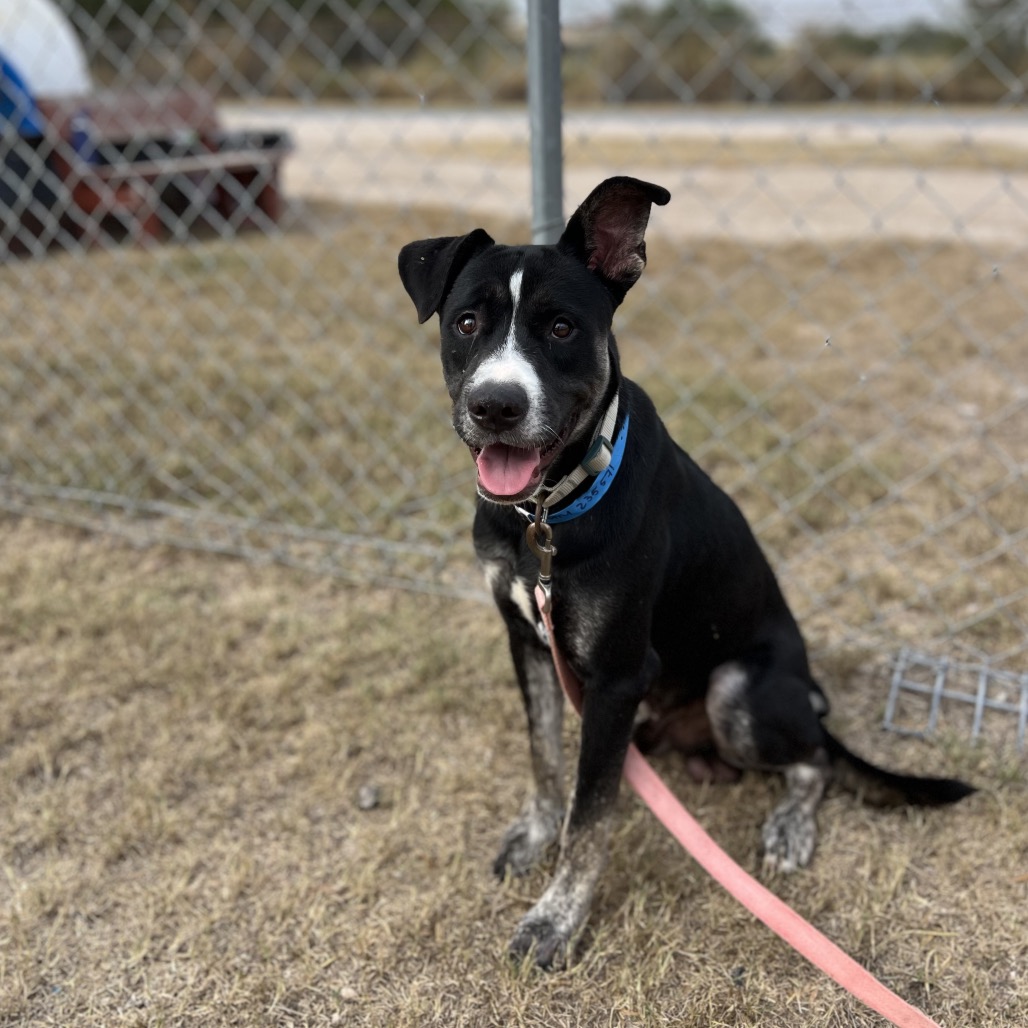 BERRY - Terrier, Staffordshire Bull / Shepherd available for adoption