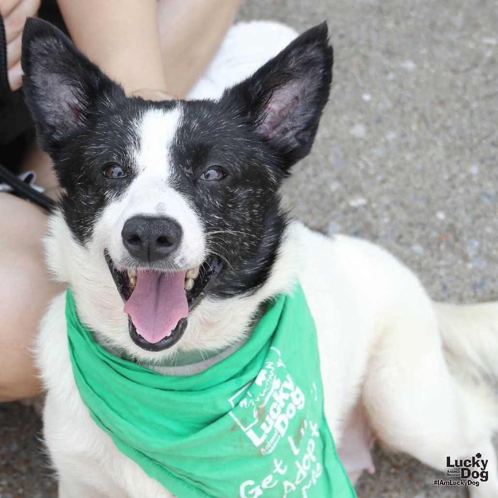 INDY - Corgi, Cardigan Welsh / Mix available for adoption