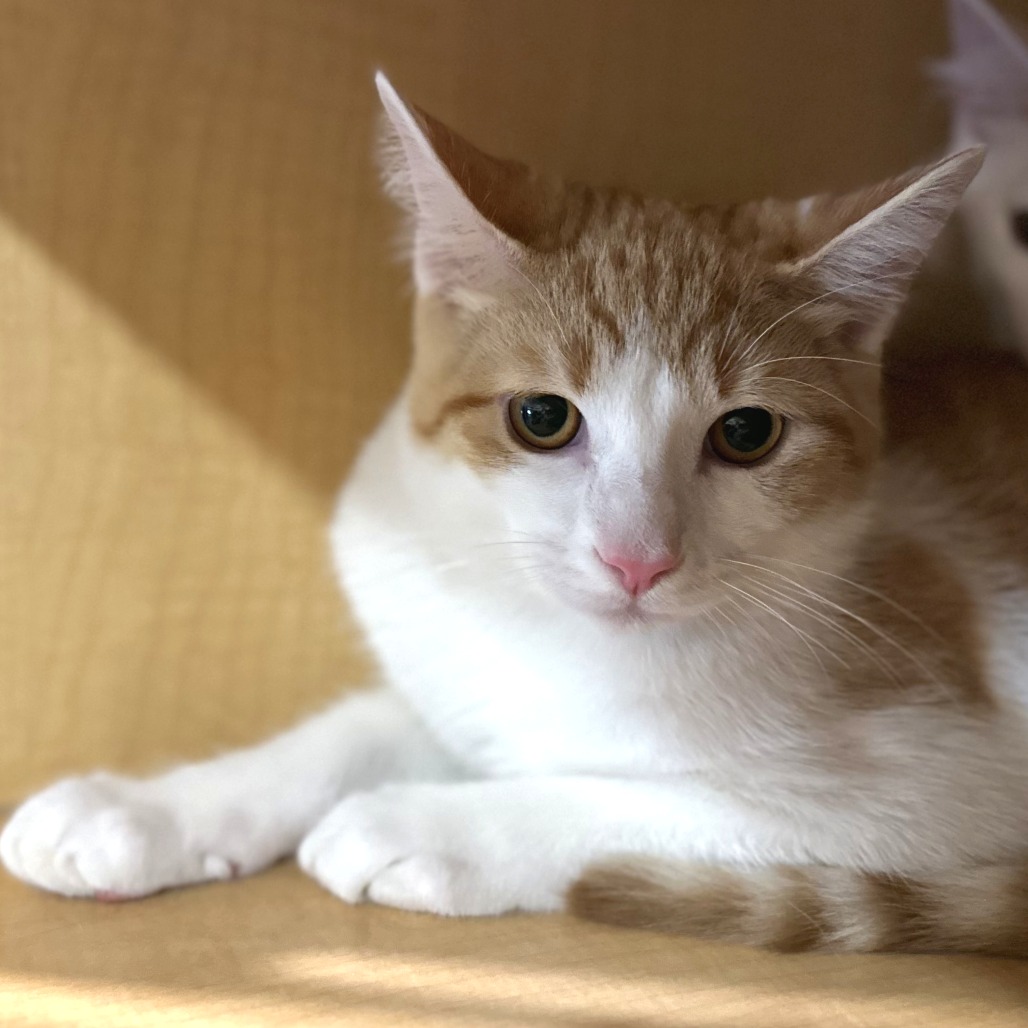 COTTON CANDY - Domestic Shorthair available for adoption