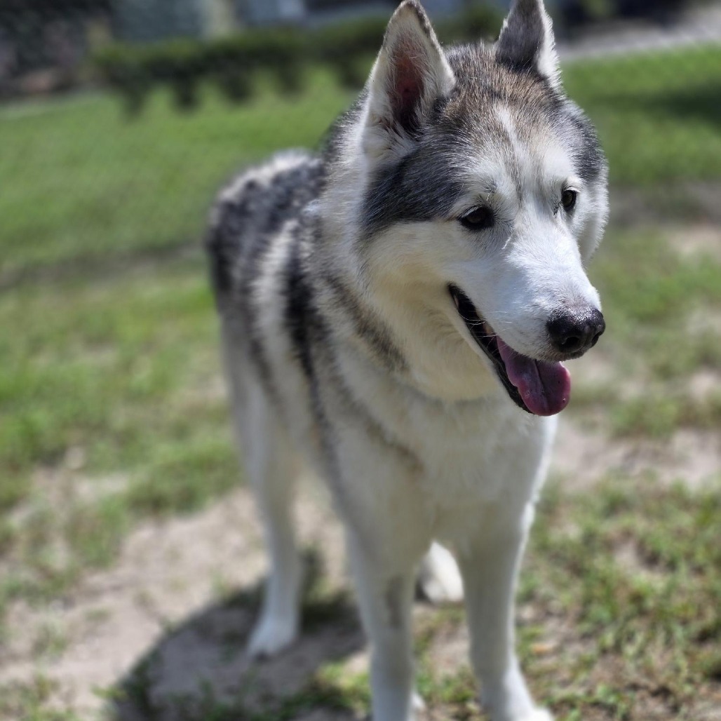 BARNEY - Mixed Breed (Large) available for adoption