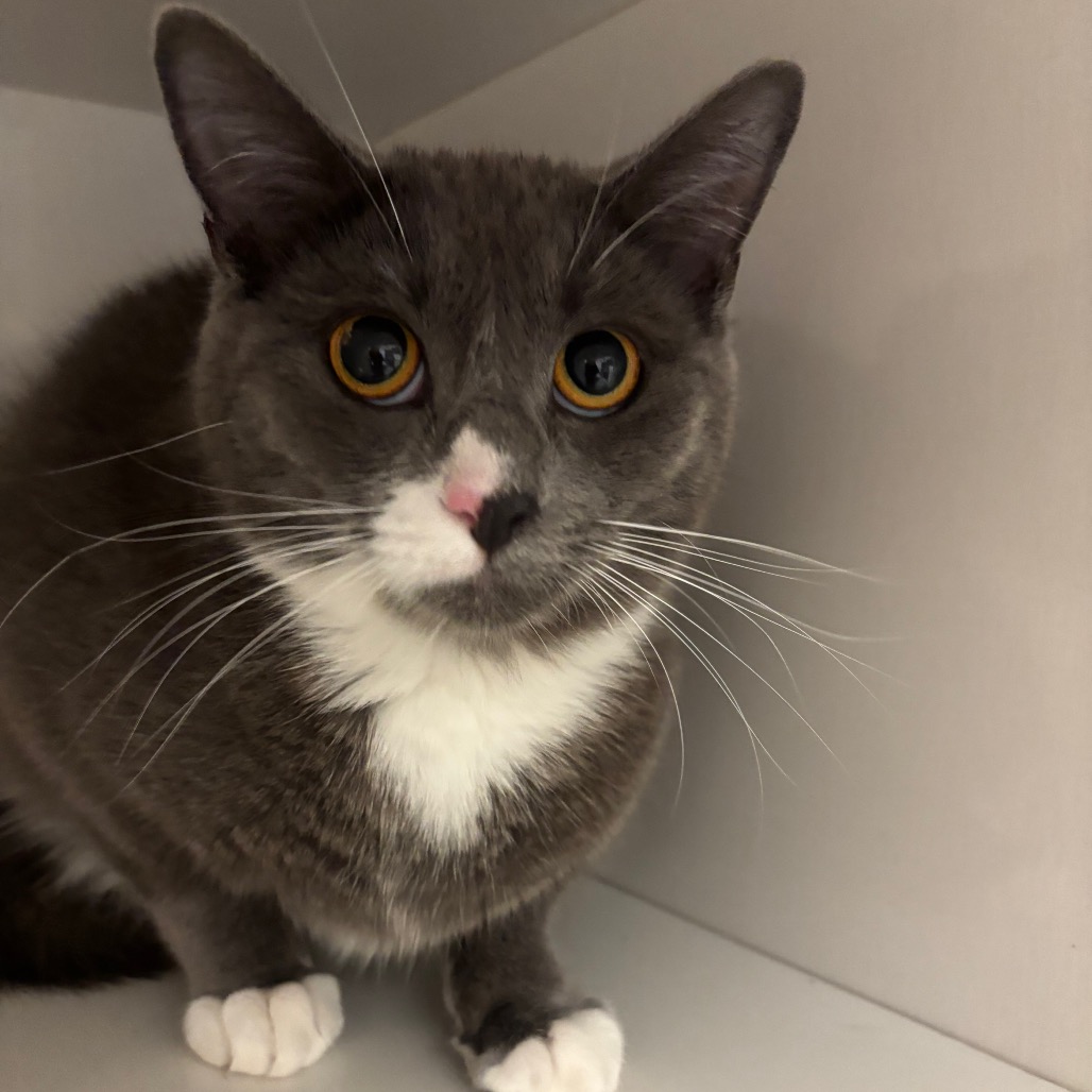 Rain - Domestic Shorthair