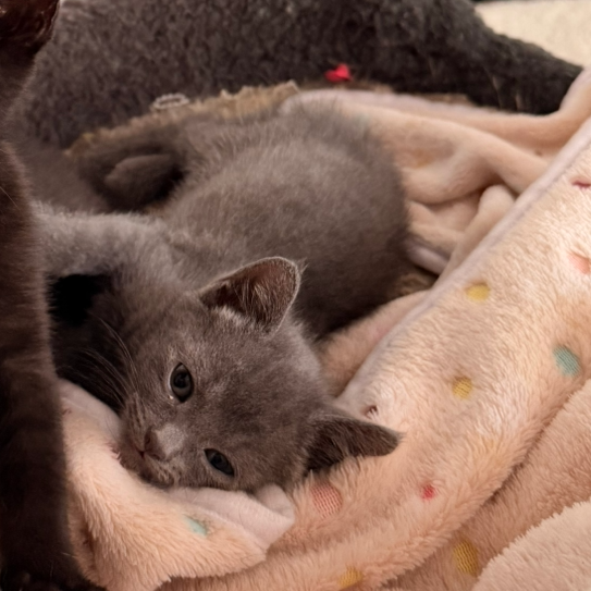 CAL - Domestic Shorthair available for adoption
