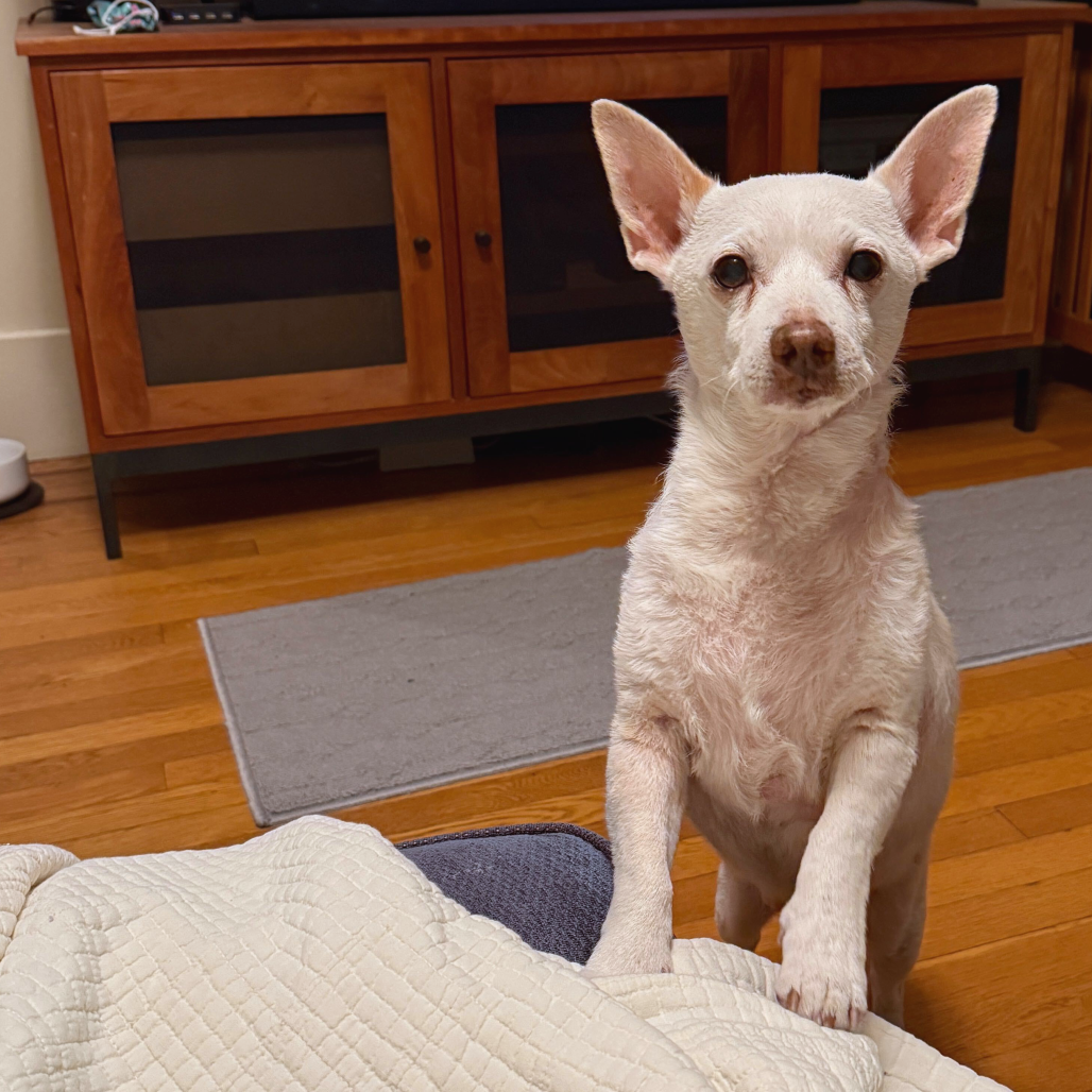 Jetson, photo 4