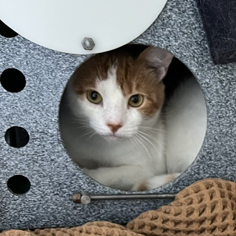 EMERALD - Domestic Shorthair available for adoption
