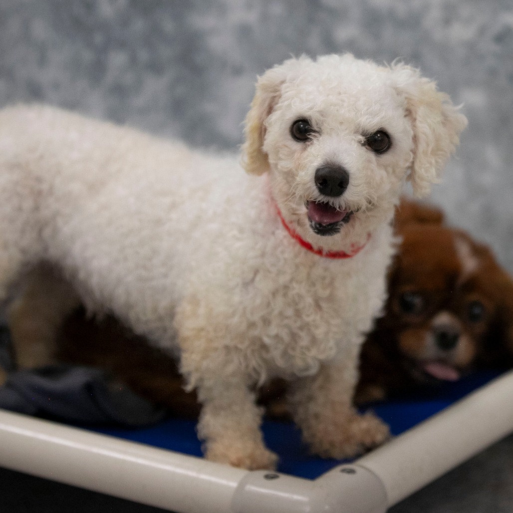 VINNY MY26-138 - Bichon Frise available for adoption