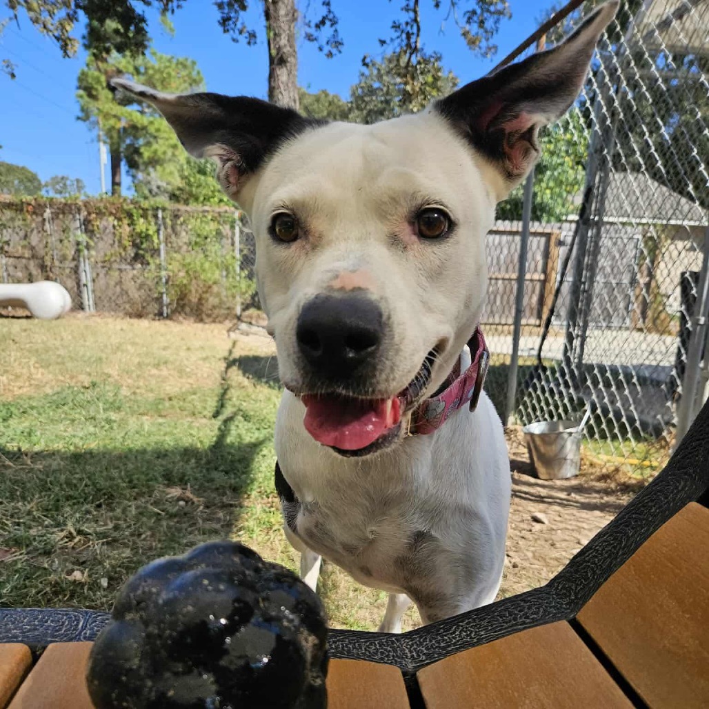Skipper, photo 9