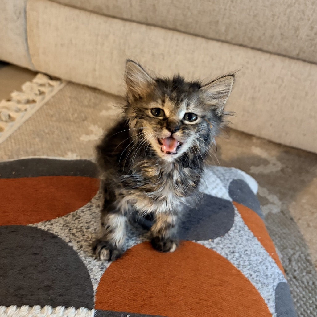 ALICE WALTON - Domestic Longhair available for adoption