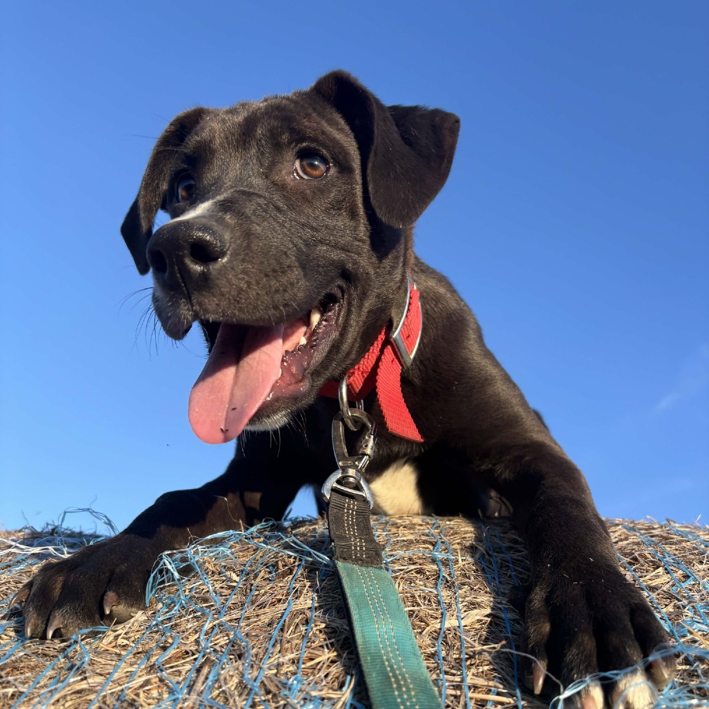 Wisconsin Rescue Dogs Augustus is available for adoption at Underdog Pet Rescue of Wisconsin, Inc