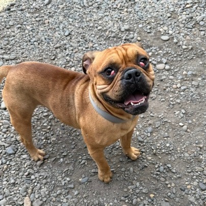 RORY - Bulldog, English / Bulldog, French for adoption in Vancouver