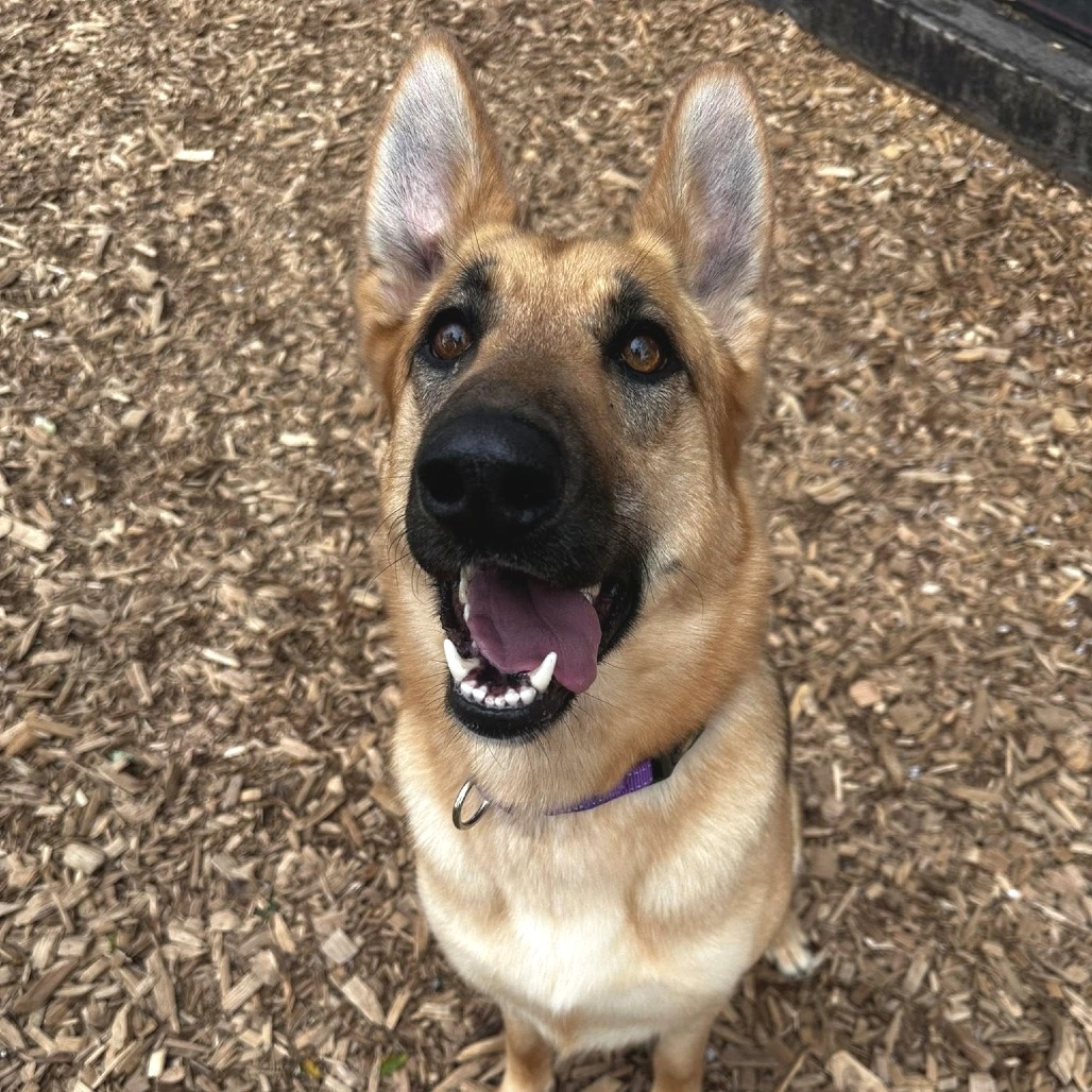 German Shepherd
