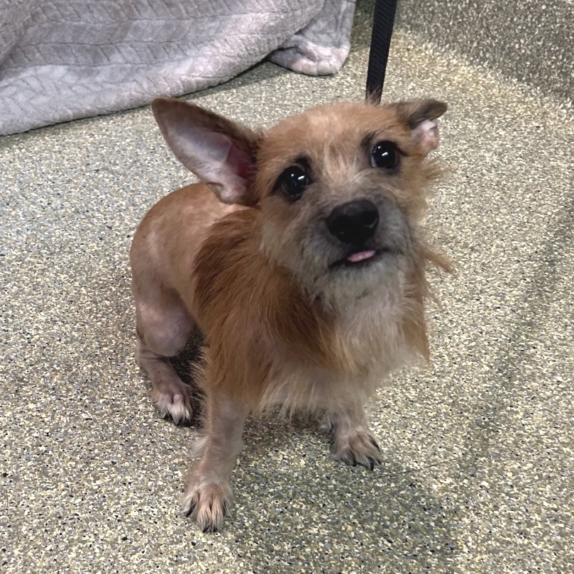 Gizmo - Chino Hills Location, photo 3