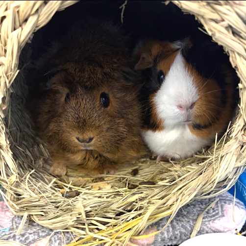 CHERRY (AND BLOSSOM) - American available for adoption