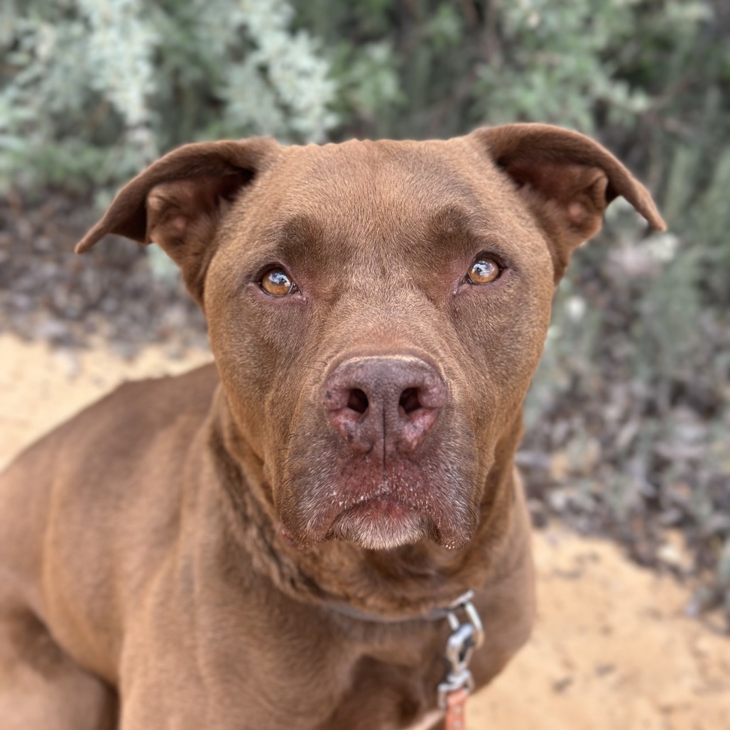 Scooby, photo 22