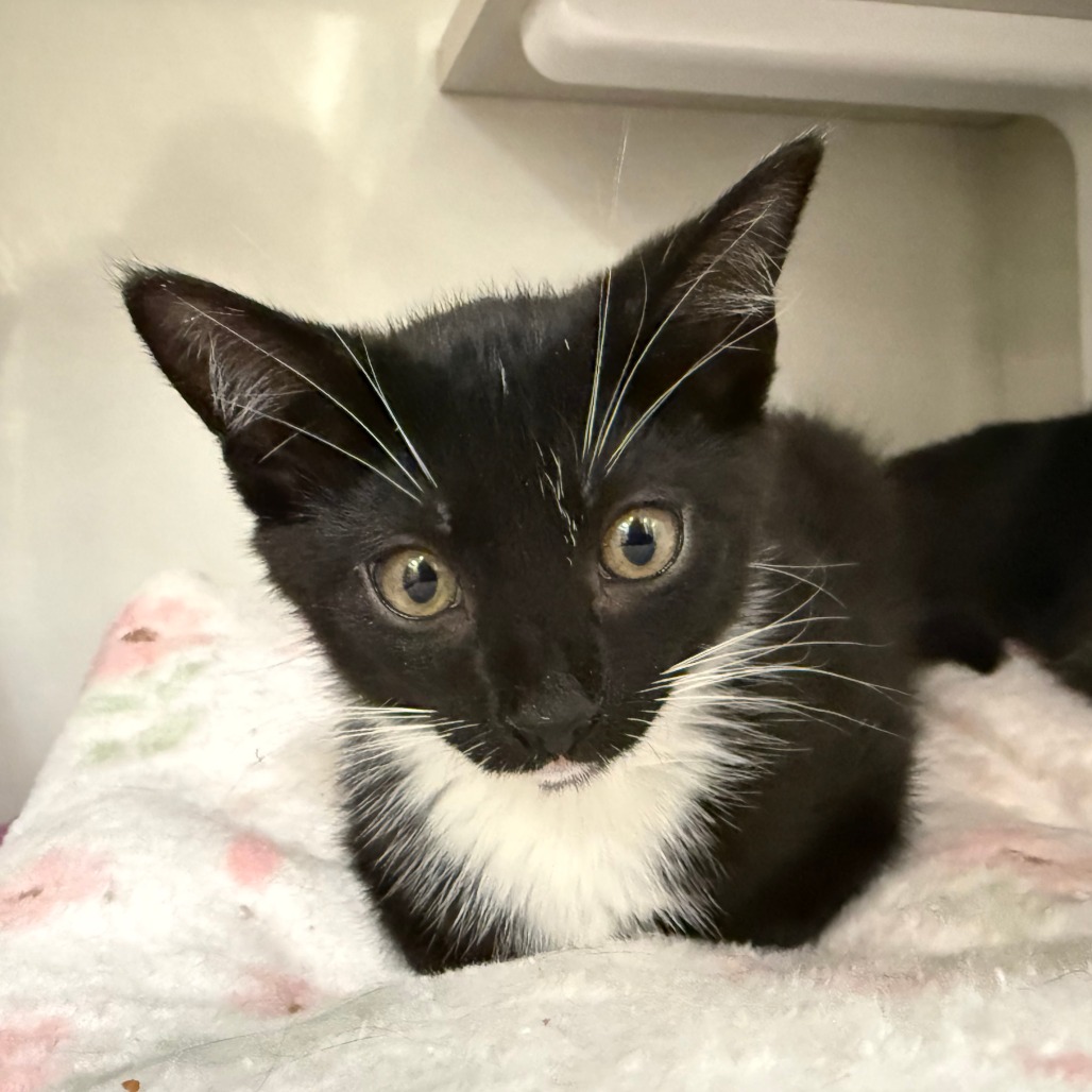 Ava - Domestic Shorthair