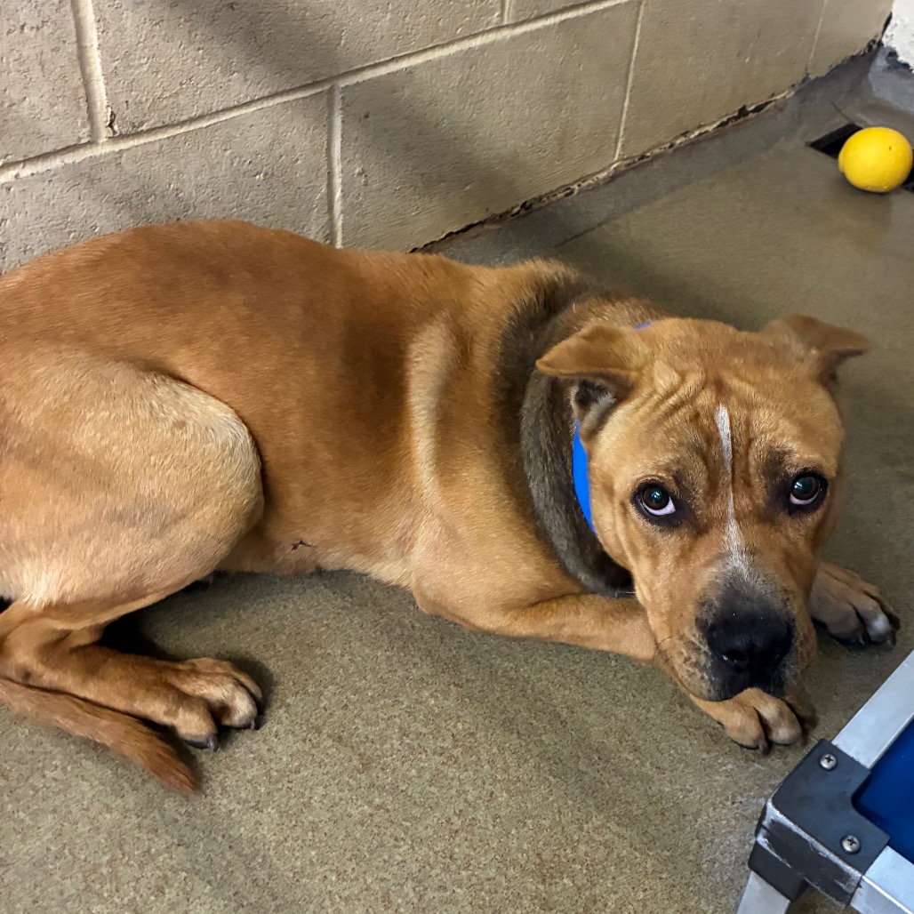 Benji — thumbnail 7