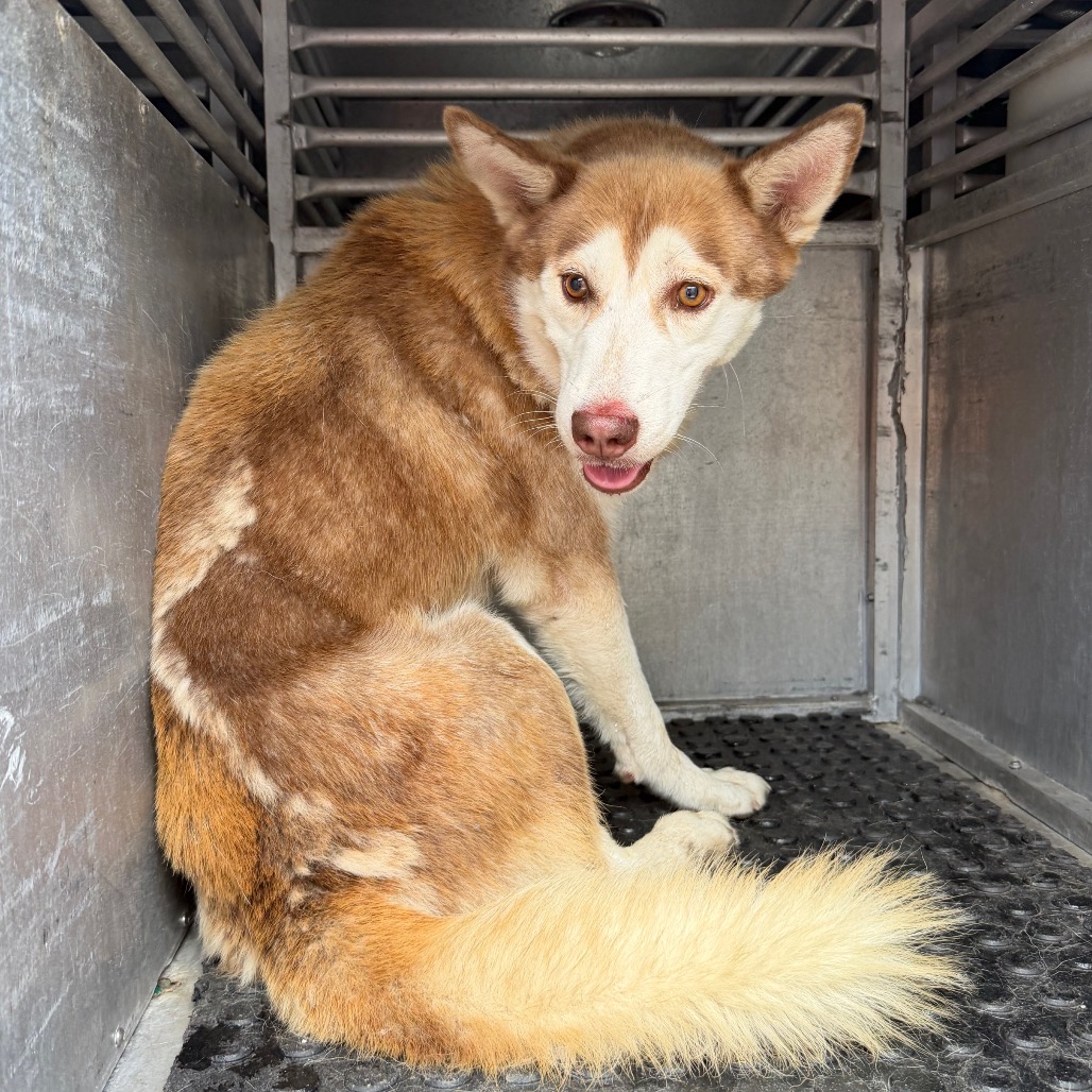 FIG - Husky available for adoption