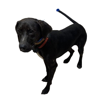 Tusc Stray 81384