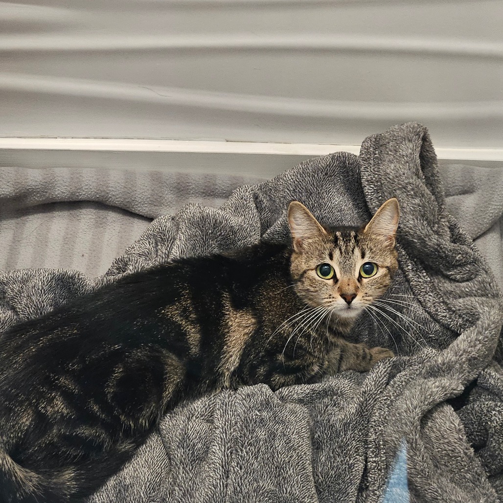 MOON - Domestic Shorthair / Domestic Shorthair available for adoption