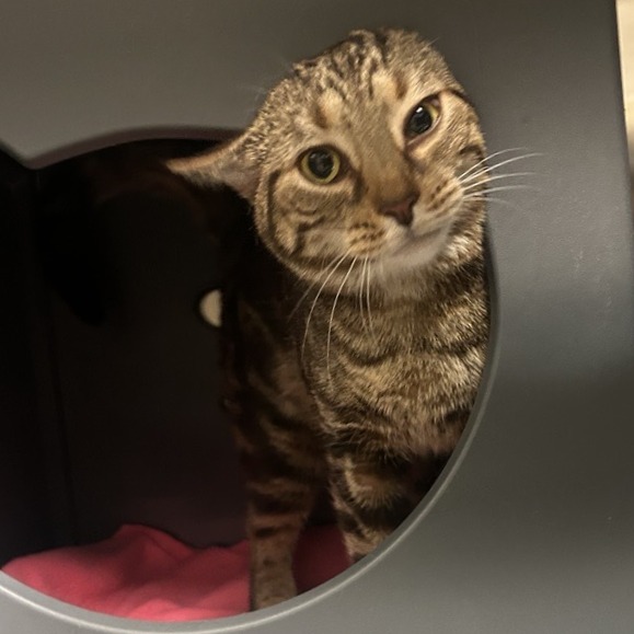 CLOVER - Domestic Shorthair available for adoption