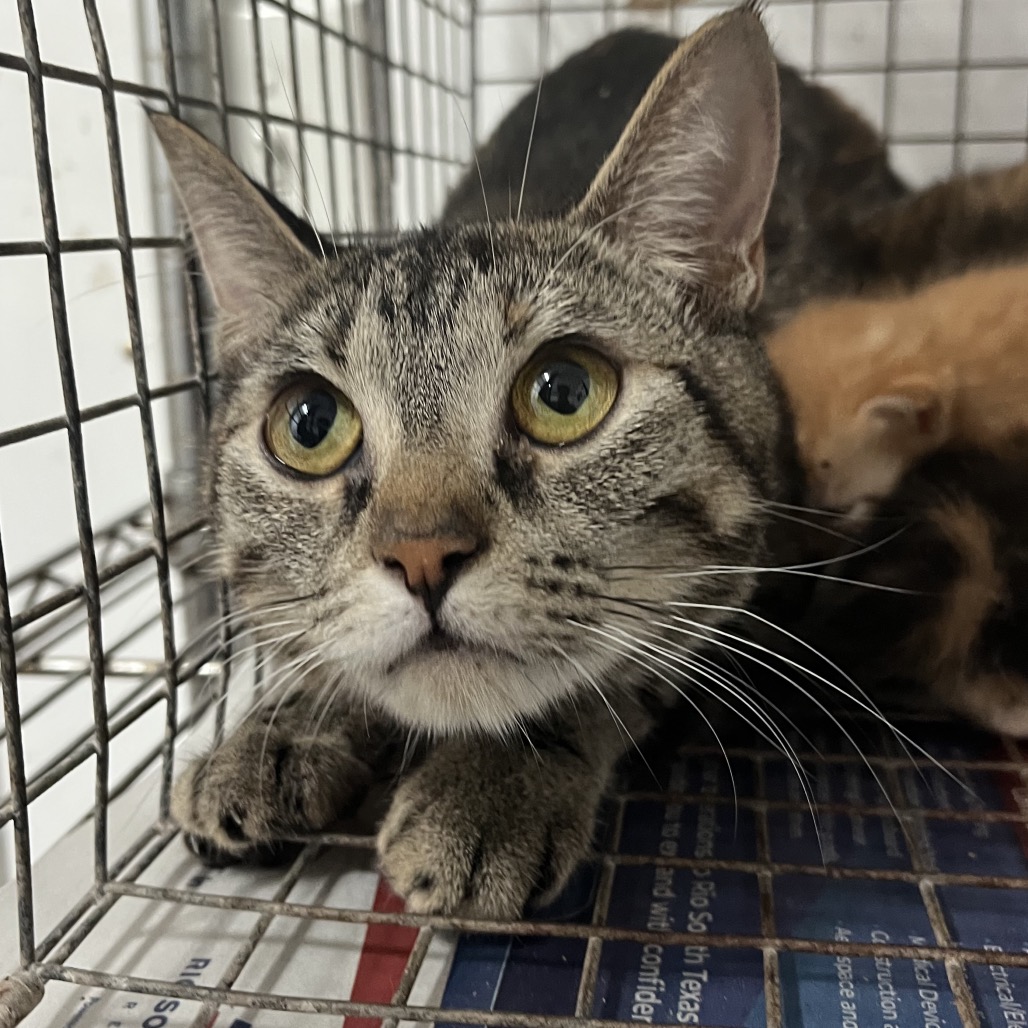 MOZZARELLA - Domestic Shorthair available for adoption