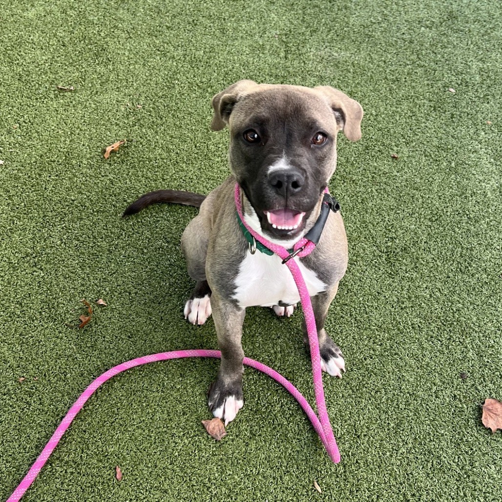 Kali