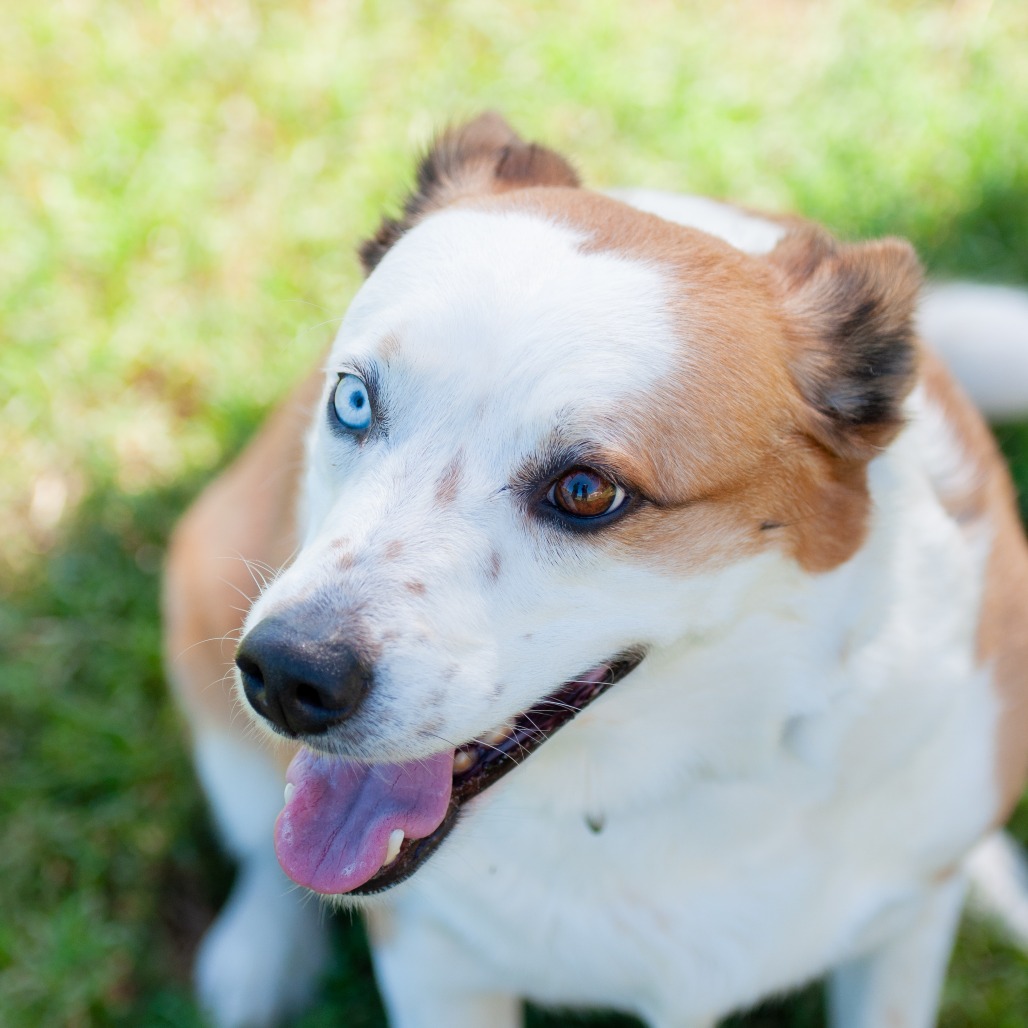Sadie, photo 6