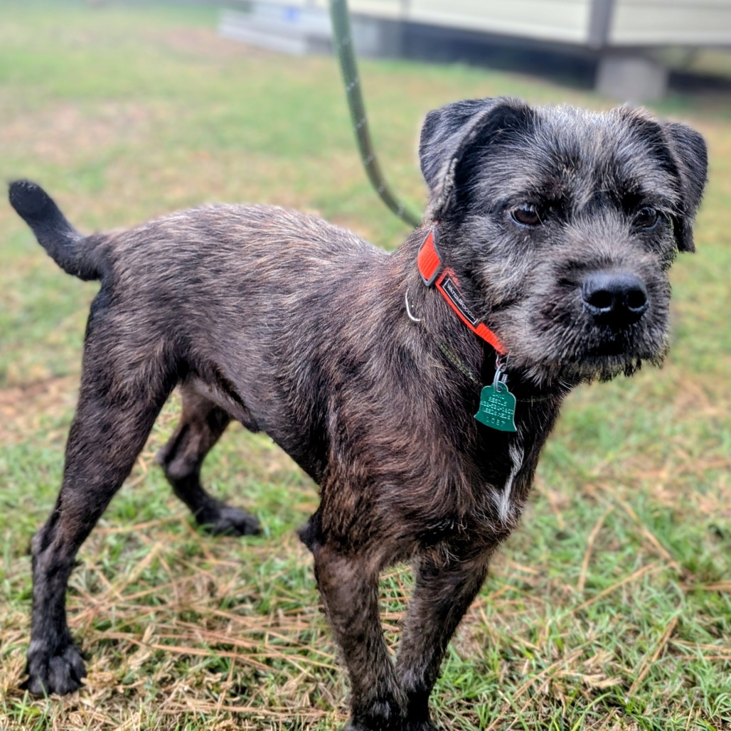 Camo Rescue Breeze is available for adoption at CAMO Rescue