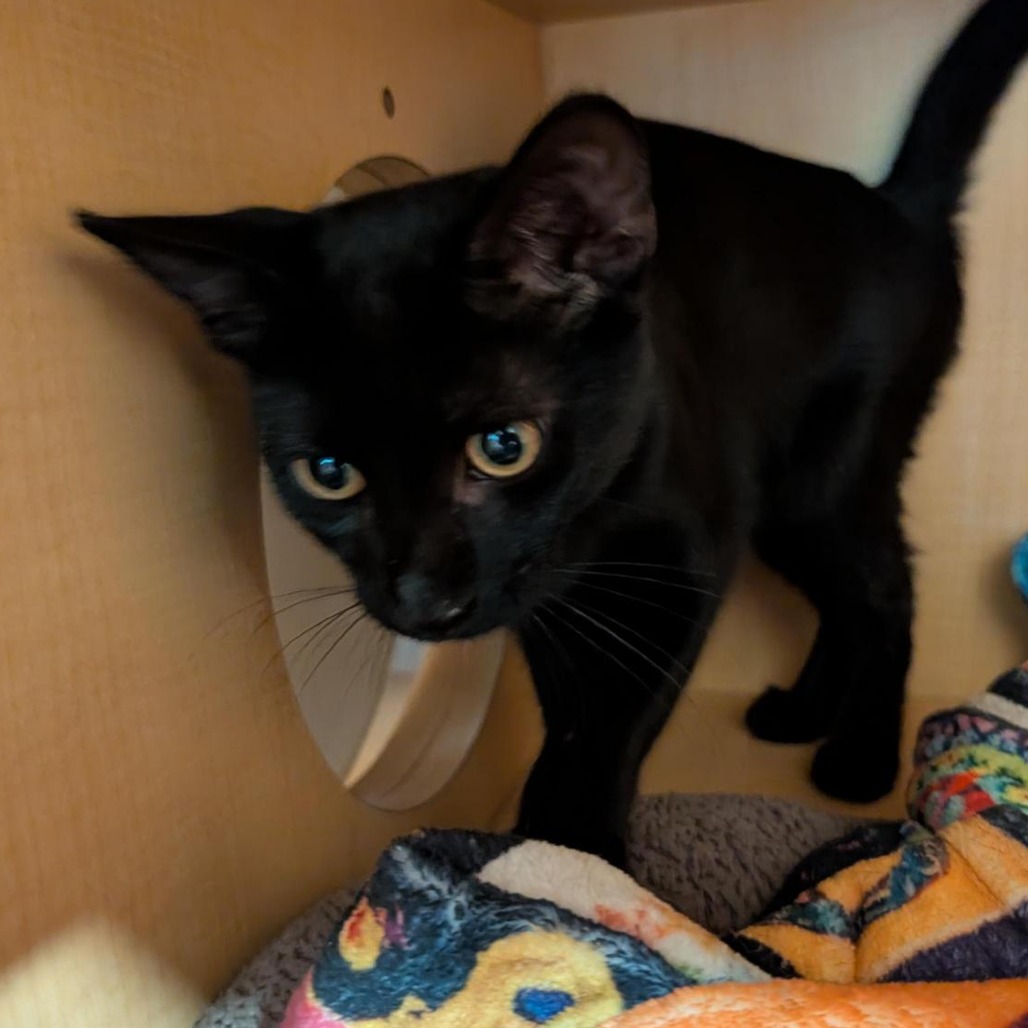 DINAH - Domestic Shorthair available for adoption