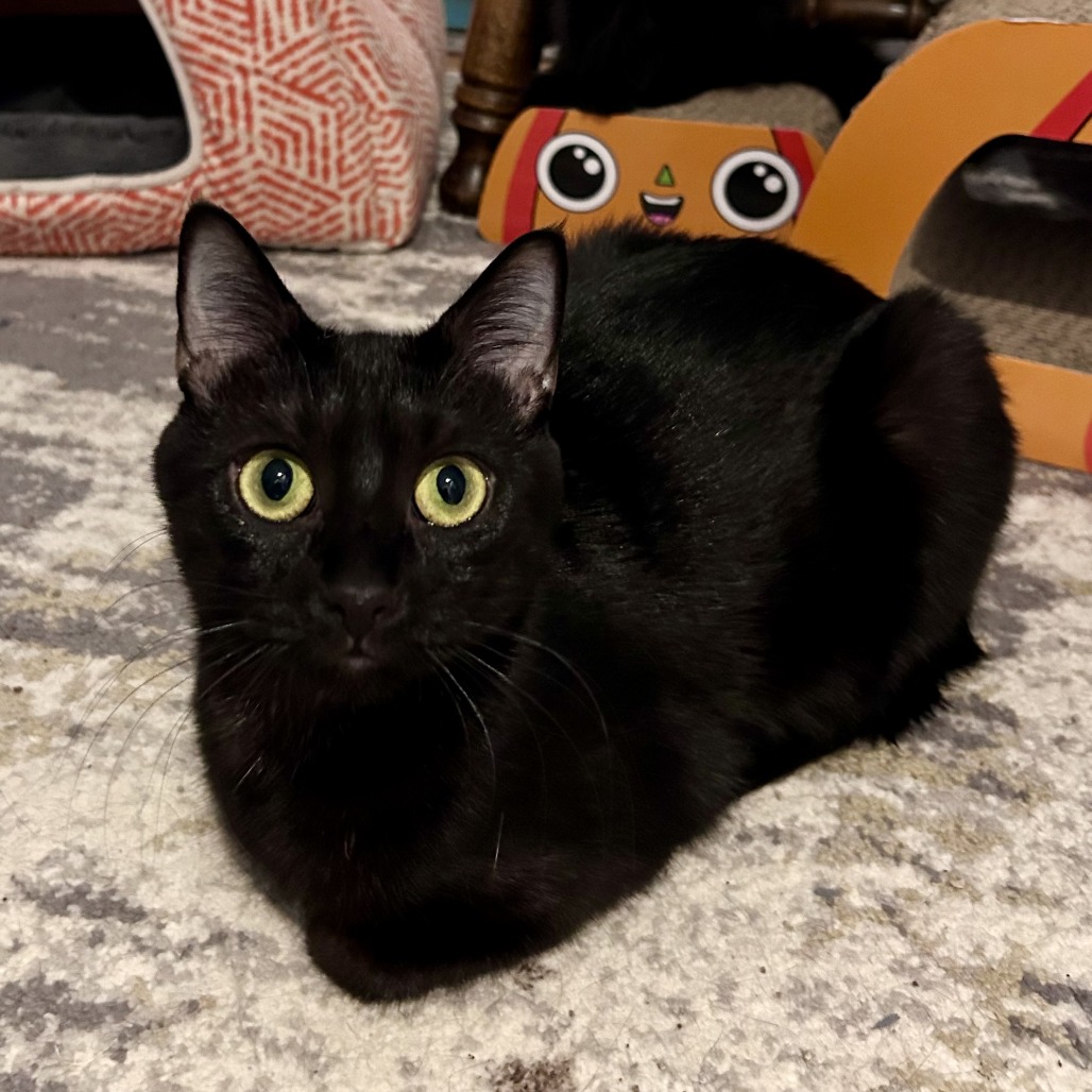LADY - Domestic Shorthair for adoption in Roswell
