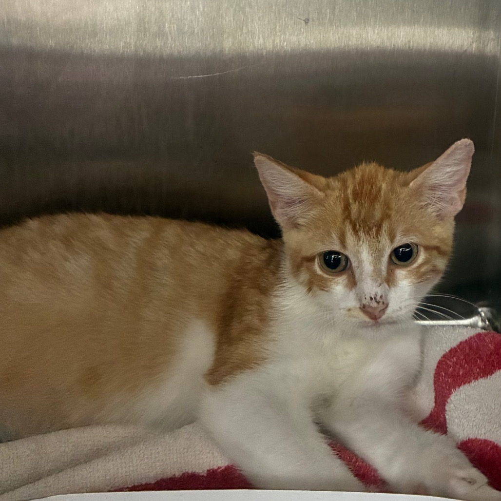 RAIN - Domestic Shorthair available for adoption