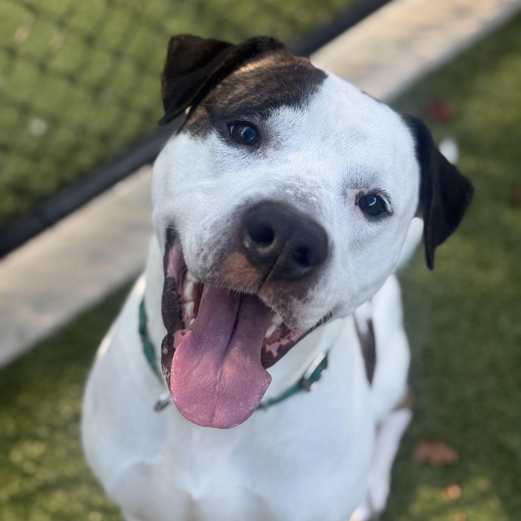 Pleasant Pup, photo 15