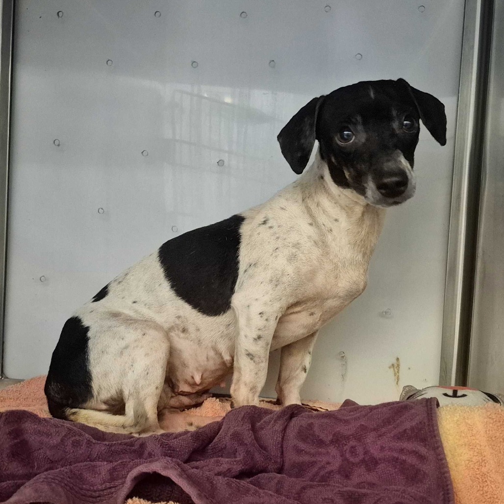 MAMA BEAR - Terrier available for adoption