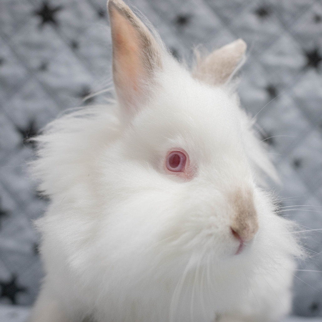 Shiro, photo 5