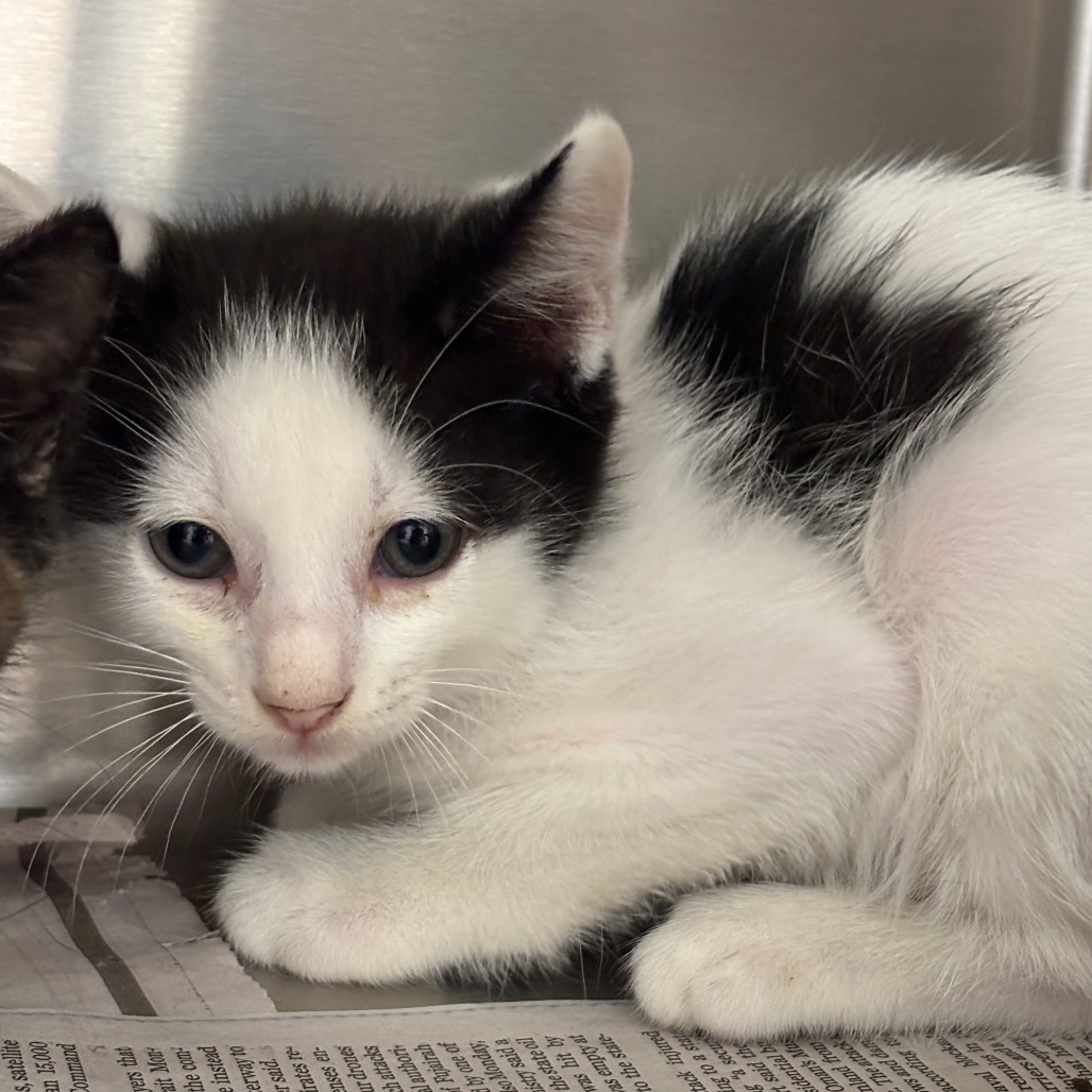 BABY SETH - Domestic Shorthair available for adoption