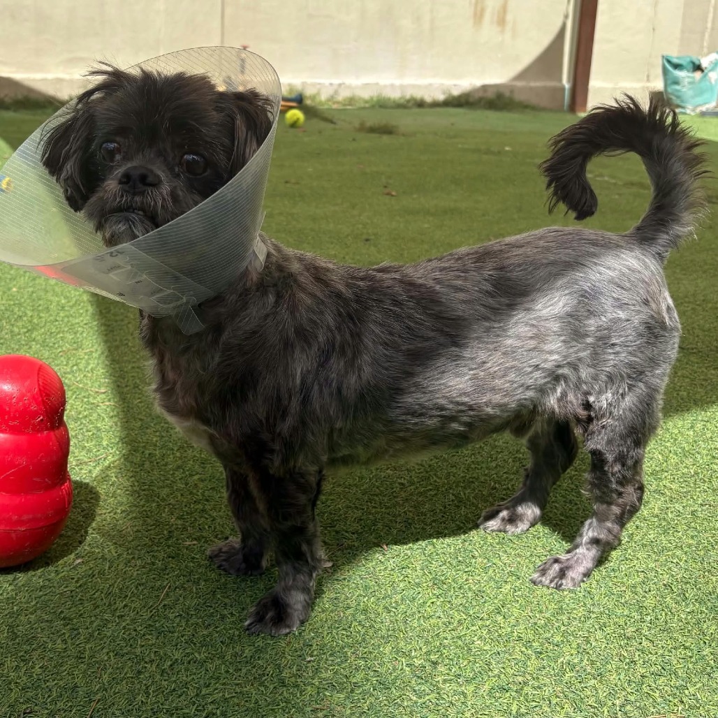 RUSTY - Shih Tzu / Mixed Breed (Small) available for adoption