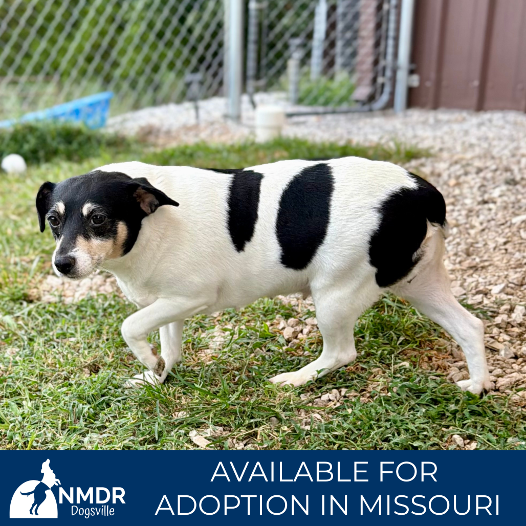 FELICIA (AG26-24) - Terrier / Rat available for adoption