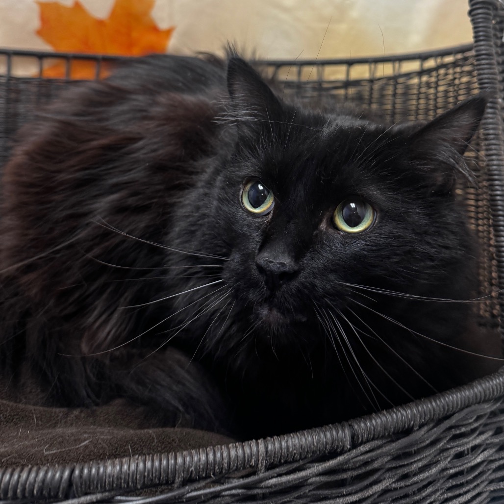 TAIRN - Domestic Longhair available for adoption